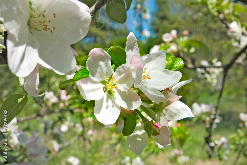 blossoming branches blossoming branches