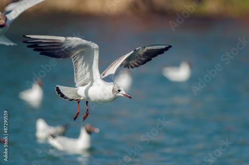 Gull floats over water. Russain nature © elvis_dead