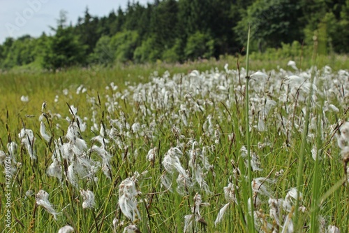 Scheiden-Wollgras (Eriophorum vaginatum) am Hohen Meißner  photo