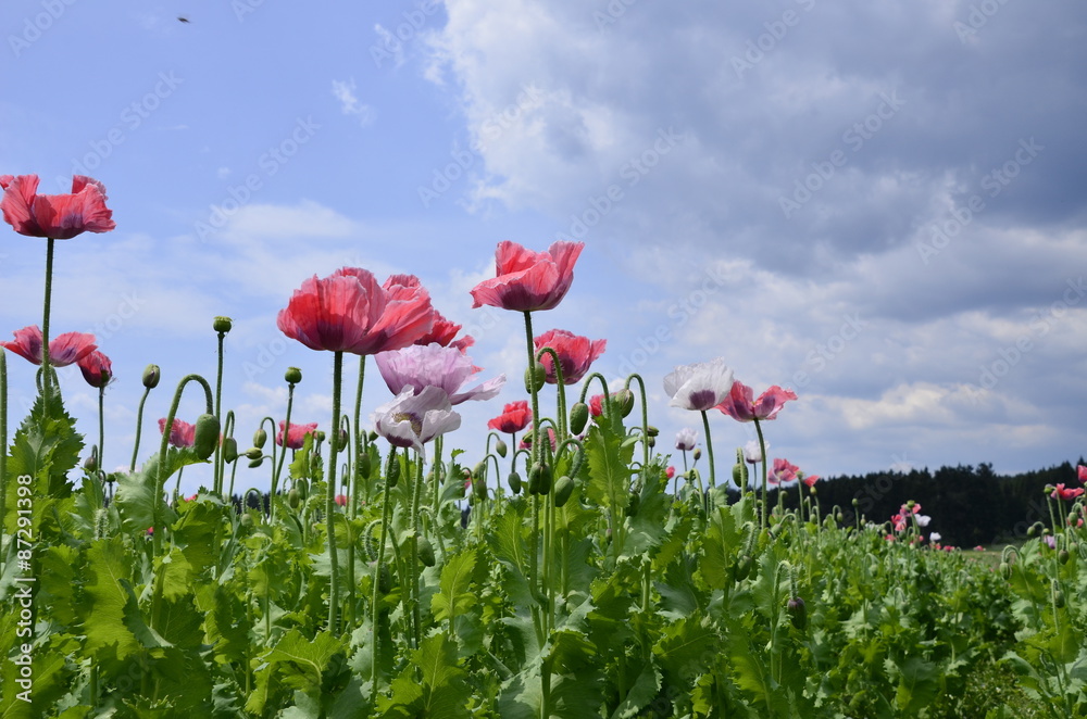 Obraz premium Mohnanbau