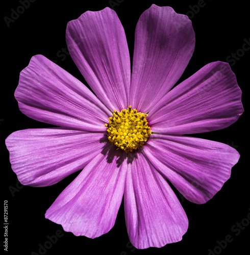 Violet flower Primula isolated on black