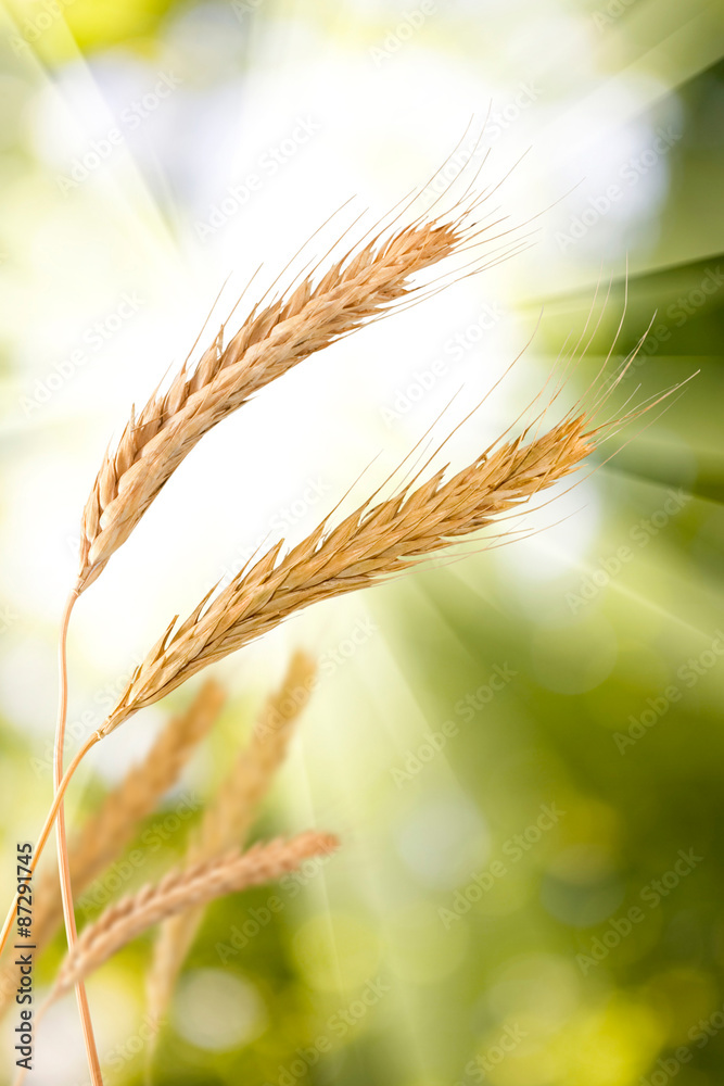 Fototapeta premium spikelets of wheat