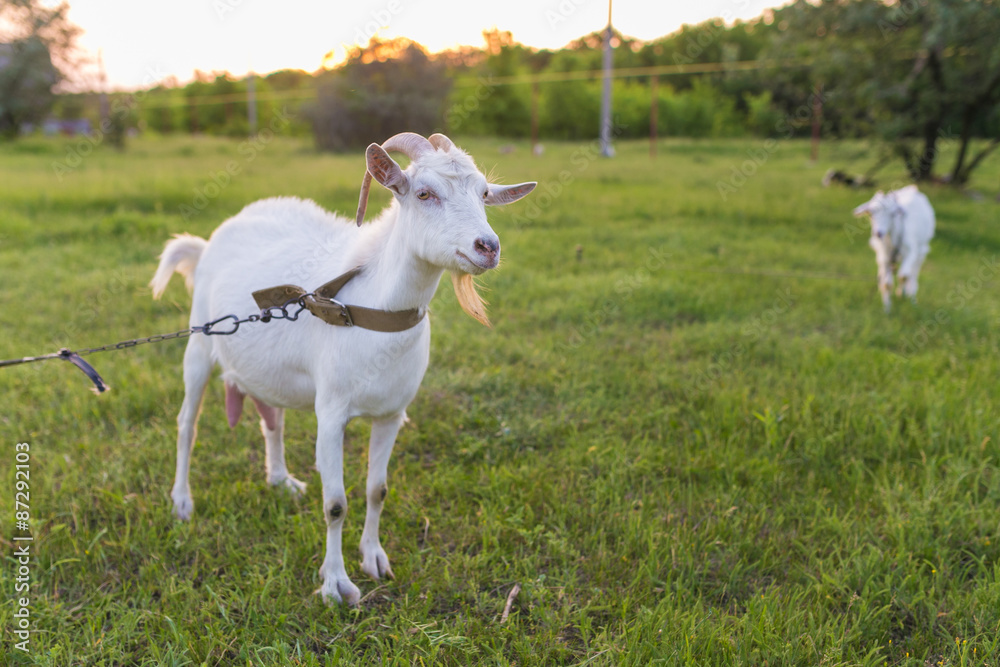 Portrait of goat eating a grass on meadow Portrait of goat eating a grass on meadow