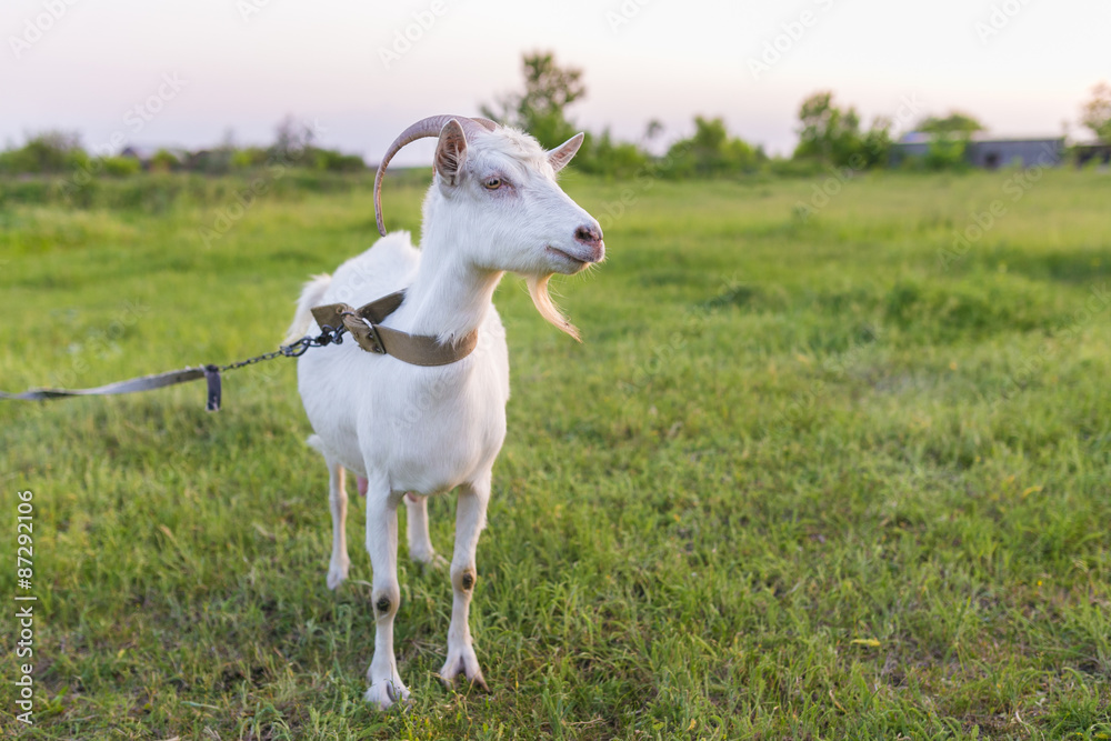 Portrait of goat eating a grass on meadow Portrait of goat eating a grass on meadow
