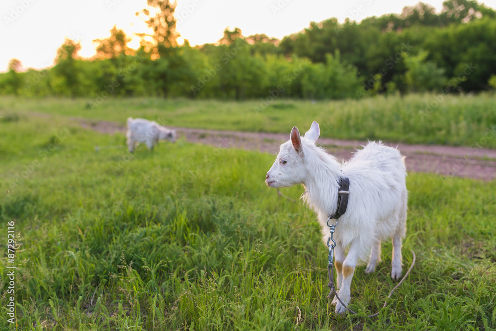 Portrait of goat eating a grass on meadow Portrait of goat eating a grass on meadow