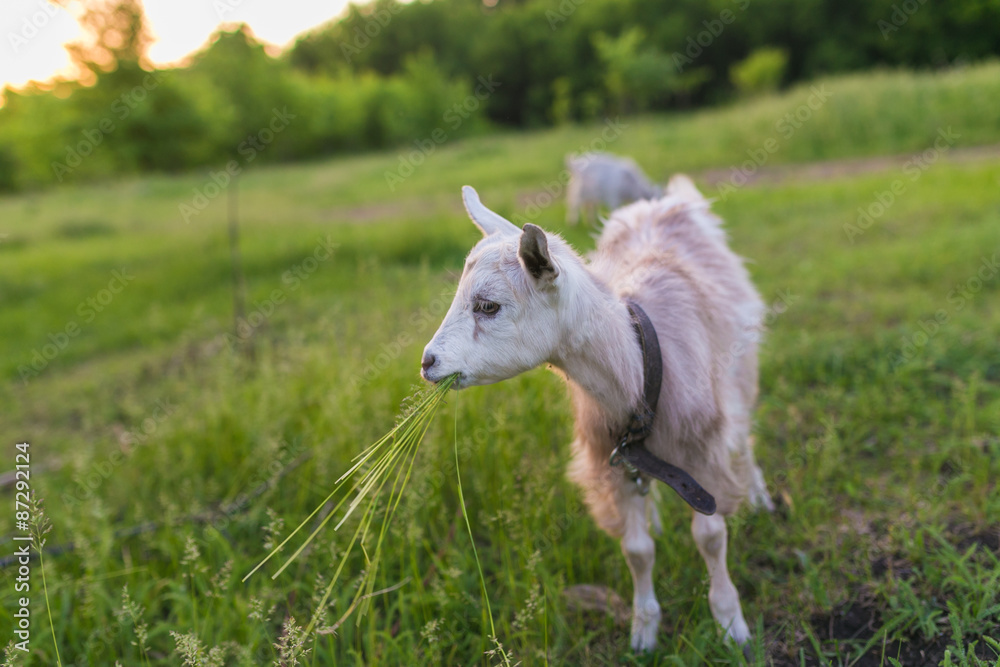 Fototapeta premium Portrait of goat eating a grass on meadow