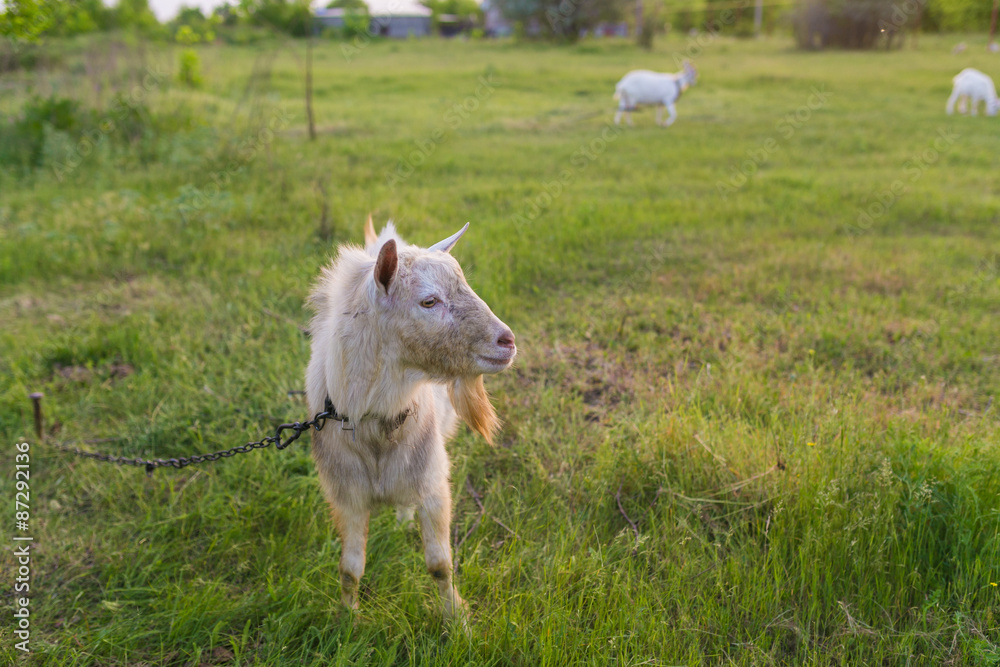 Obraz premium Portrait of goat eating a grass on meadow