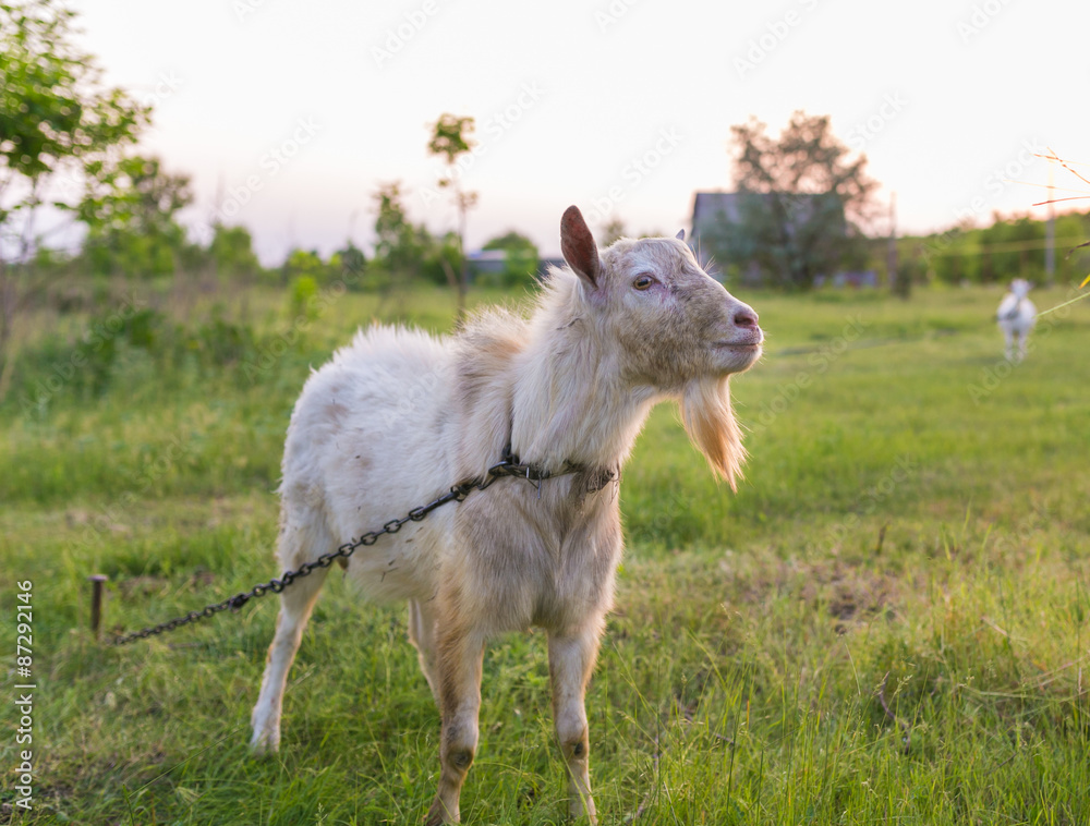 Obraz premium Portrait of a goat eating a grass on meadow