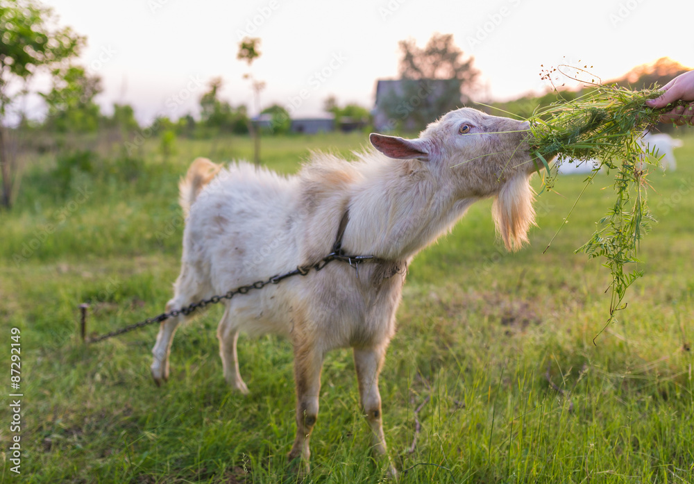 Obraz premium Portrait of a goat eating a grass on meadow