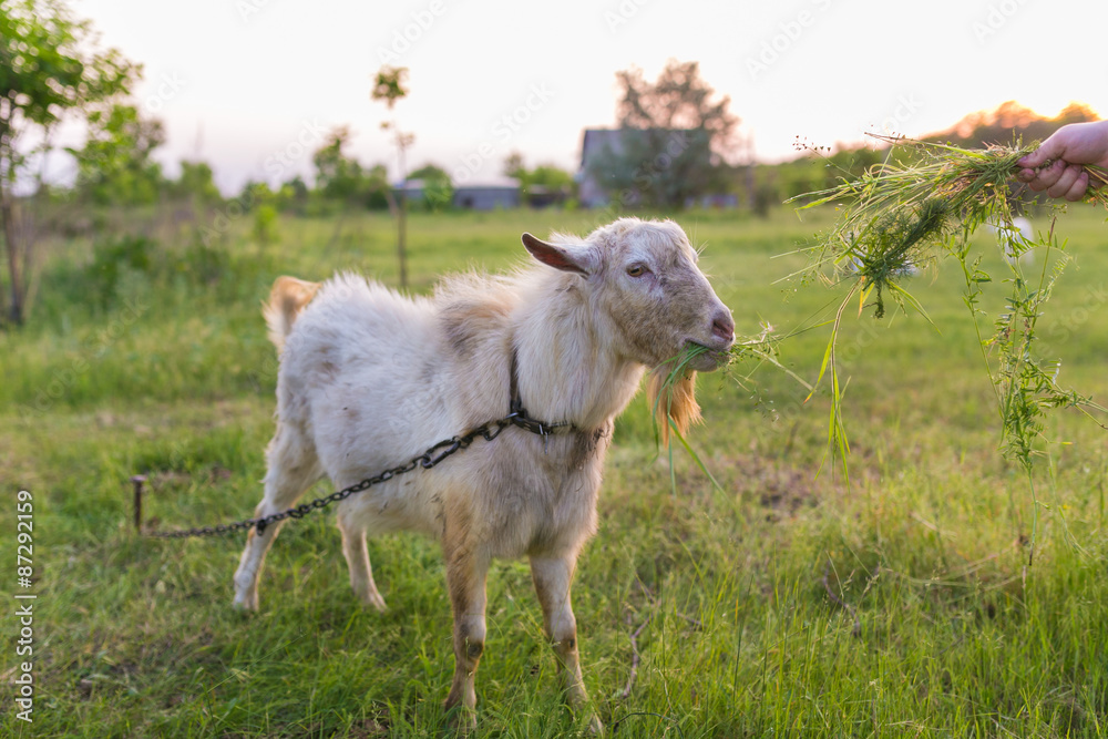 Portrait of a goat eating a grass on meadow Portrait of a goat eating a grass on meadow