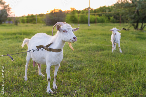 Portrait of goat eating a grass on meadow