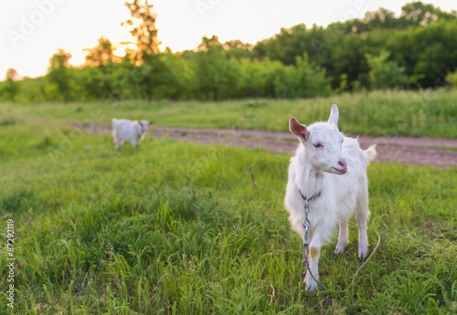 Fototapeta Naklejka Na Ścianę i Meble -  Portrait of goat eating a grass on meadow