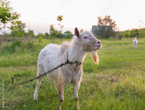 Portrait of a goat eating a grass on meadow
