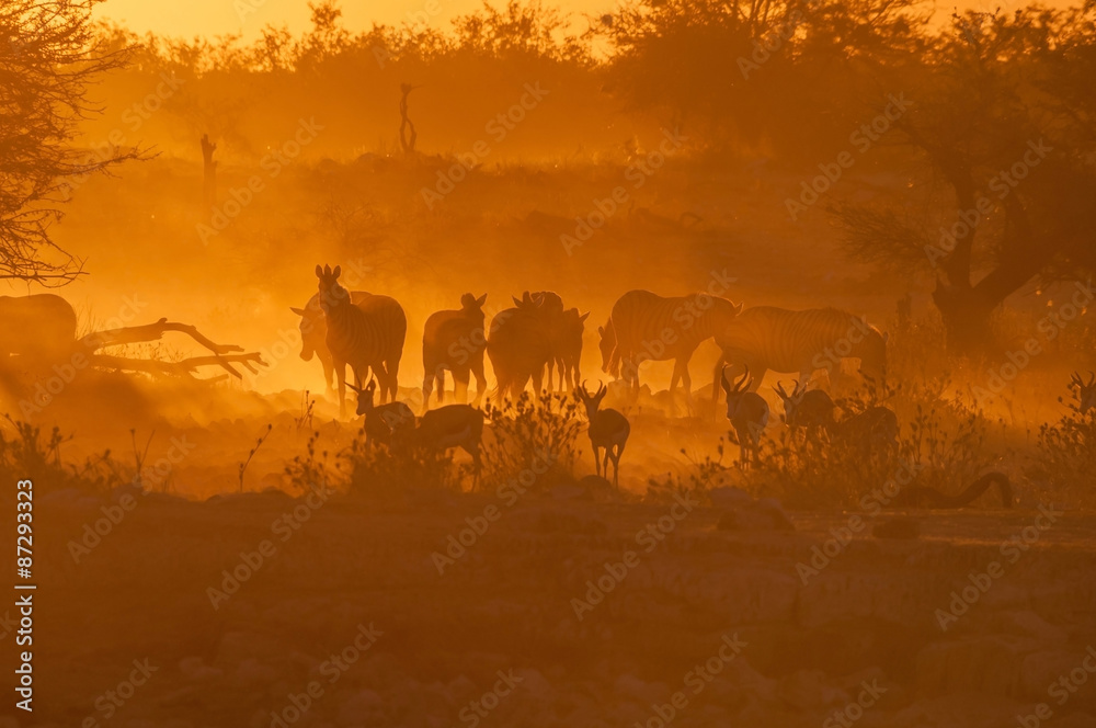 Naklejka premium Zebras and springbok walking into a dusty sunset
