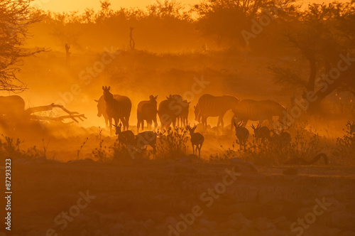 Zebras and springbok walking into a dusty sunset