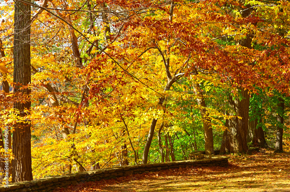 Autumn scene