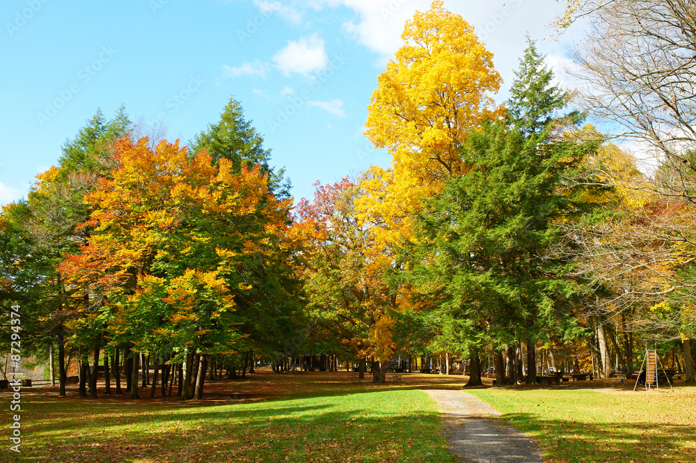 Naklejka premium Autumn scene