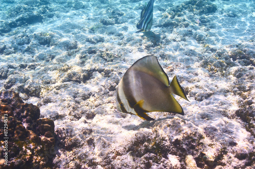 Coral reef and fish