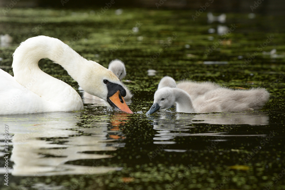 Mute Swan female with nestlings Stock Photo Adobe Stock