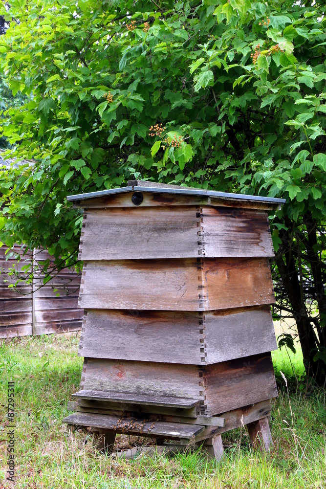 Fototapeta premium Bee hive