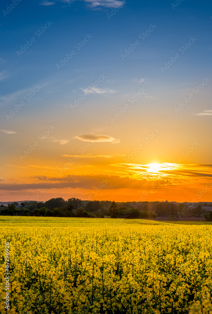 Field of yellow rape