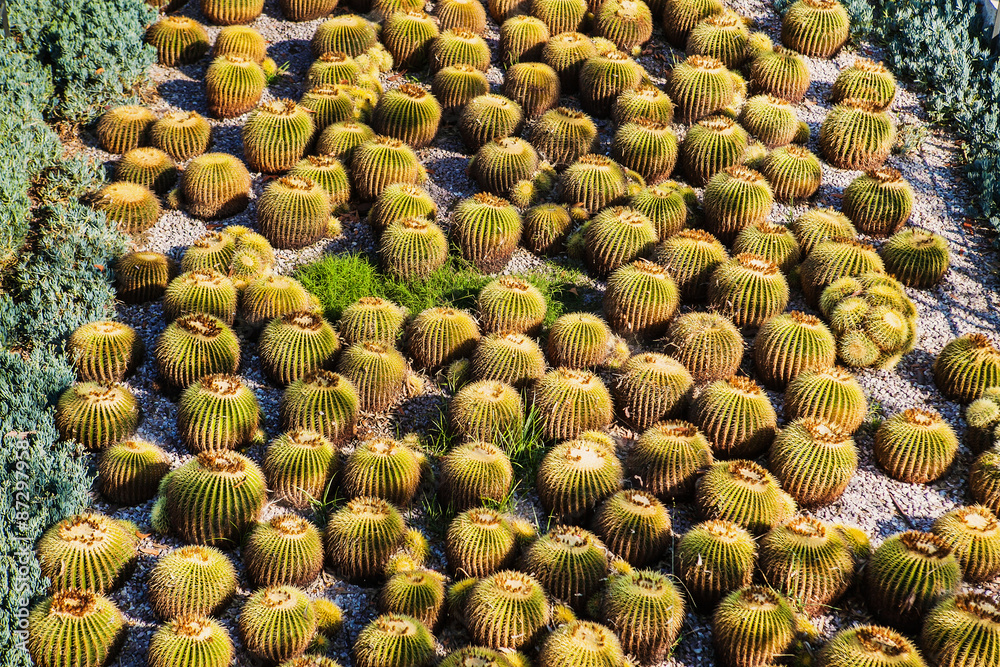 Many round cactuses. View of cactus garden Many round cactuses. View of cactus garden