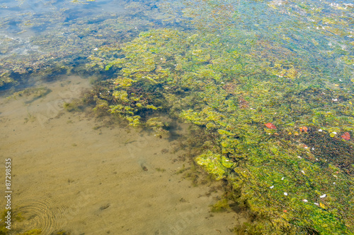 Lake Washington Seaweed