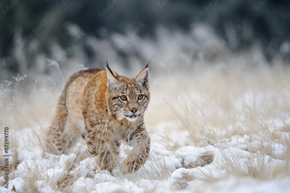 Fototapeta premium Eurasian lynx cub walking on snow with high yellow grass on background