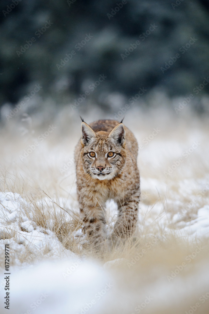 Eurasian lynx cub on snowy ground