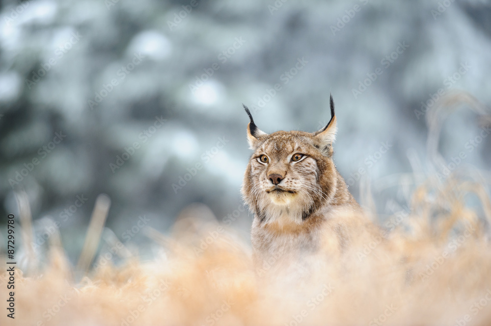 Fototapeta premium Eurasian lynx sitting on ground in winter time
