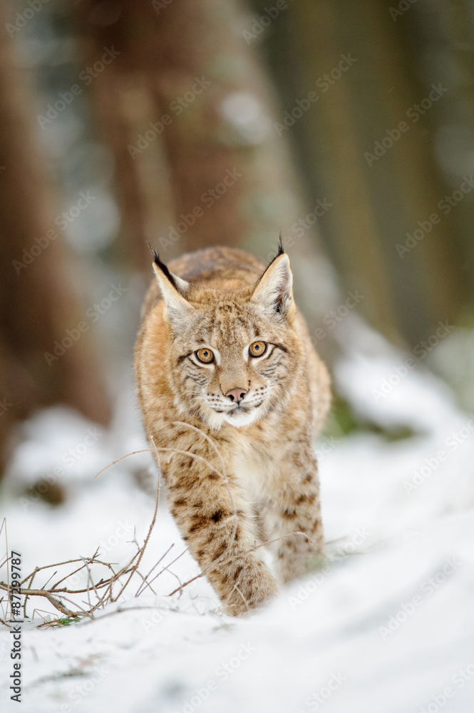 Fototapeta premium Eurasian lynx cub walking on snow in forest