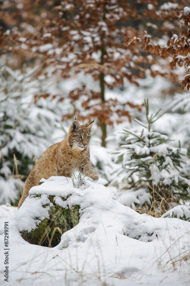 Obraz premium Eurasian lynx cub lying in winter colorful forest with snow