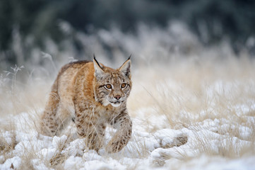 Sierkussen Lynx Lynxwelp wandelt door winters landschap  © Stanislav Duben