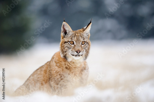 Eurasian lynx cub on sitting snowy ground