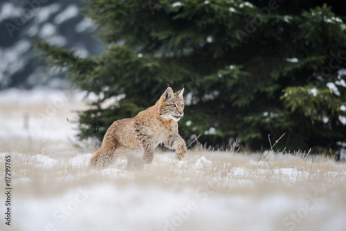 Running eurasian lynx cub on snowy ground with tree in background