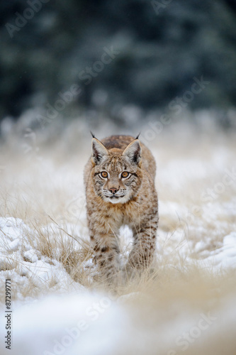Eurasian lynx cub on snowy ground