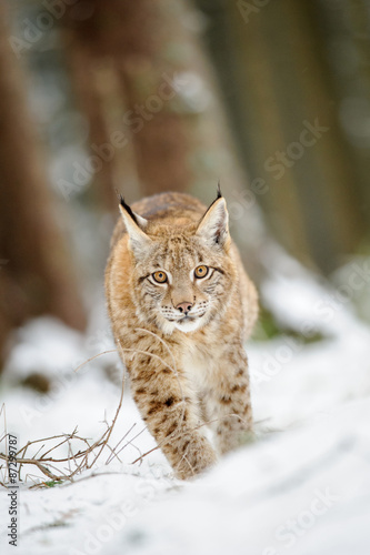 Eurasian lynx cub walking on snow in forest