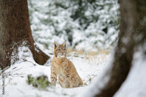 Eurasian lynx cub sitting in winter colorful forest with snow