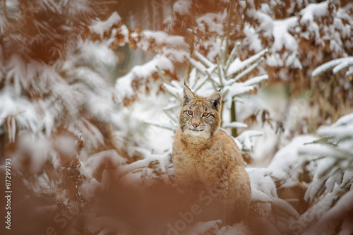 Eurasian lynx cub standing in winter colorful forest with snow