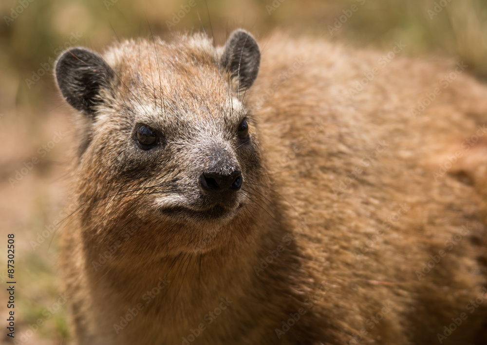 Obraz premium Close up of a hyrax in Serengeti national park, Tanzania 