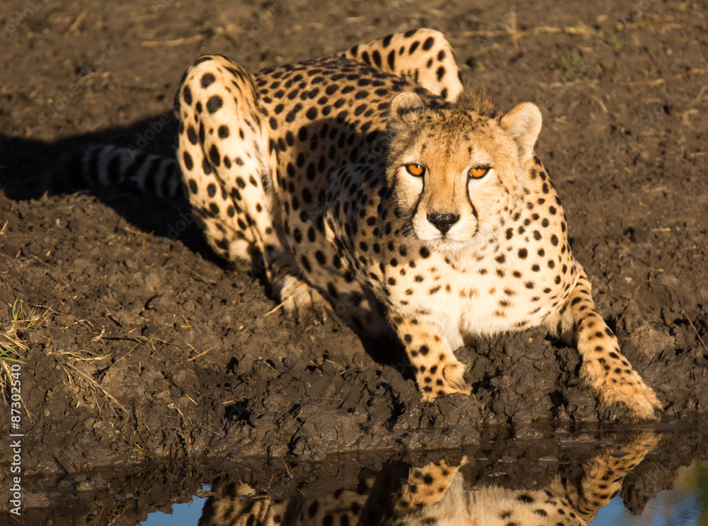 Cheetah laying down at water’s edge, Tanzania
Cheetah laying down at water’s edge, Tanzania