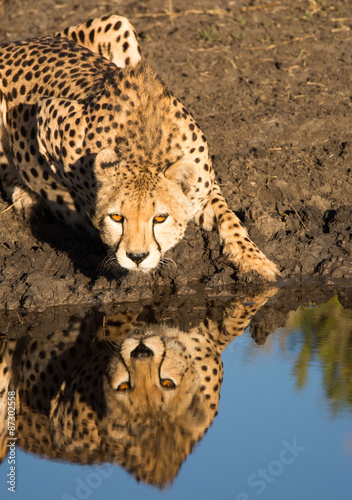 Cheetah crouching at water’s edge with reflection, Tanzania
