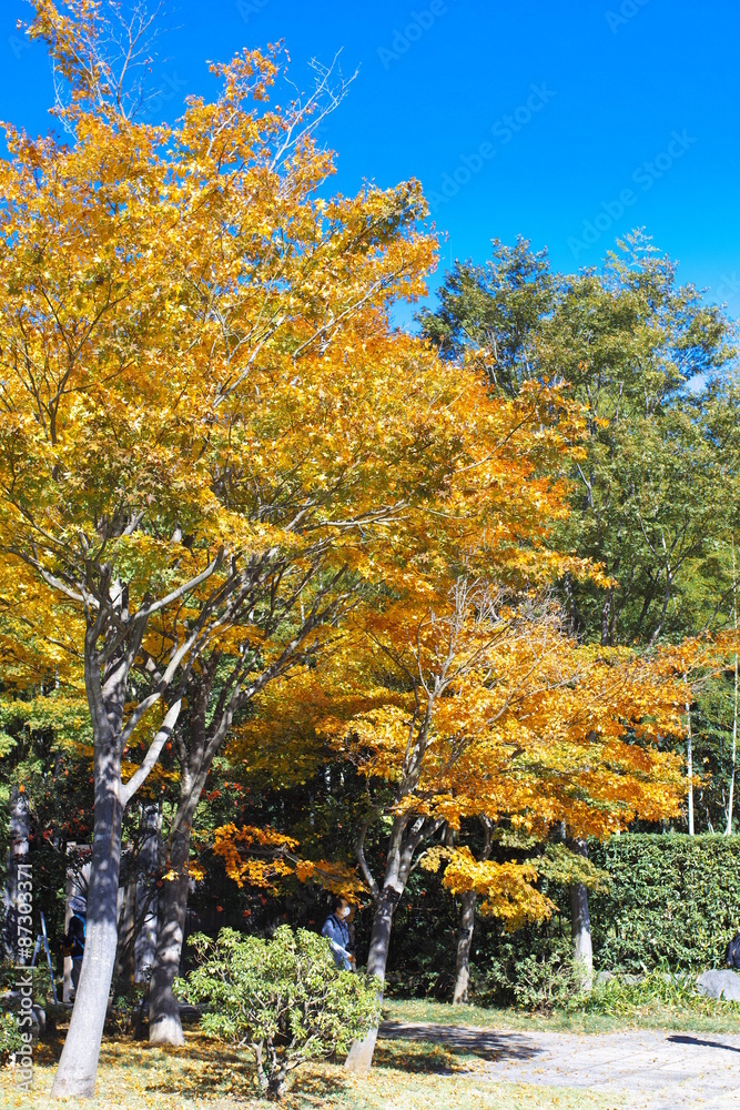 Naklejka premium Showa memorial park 10