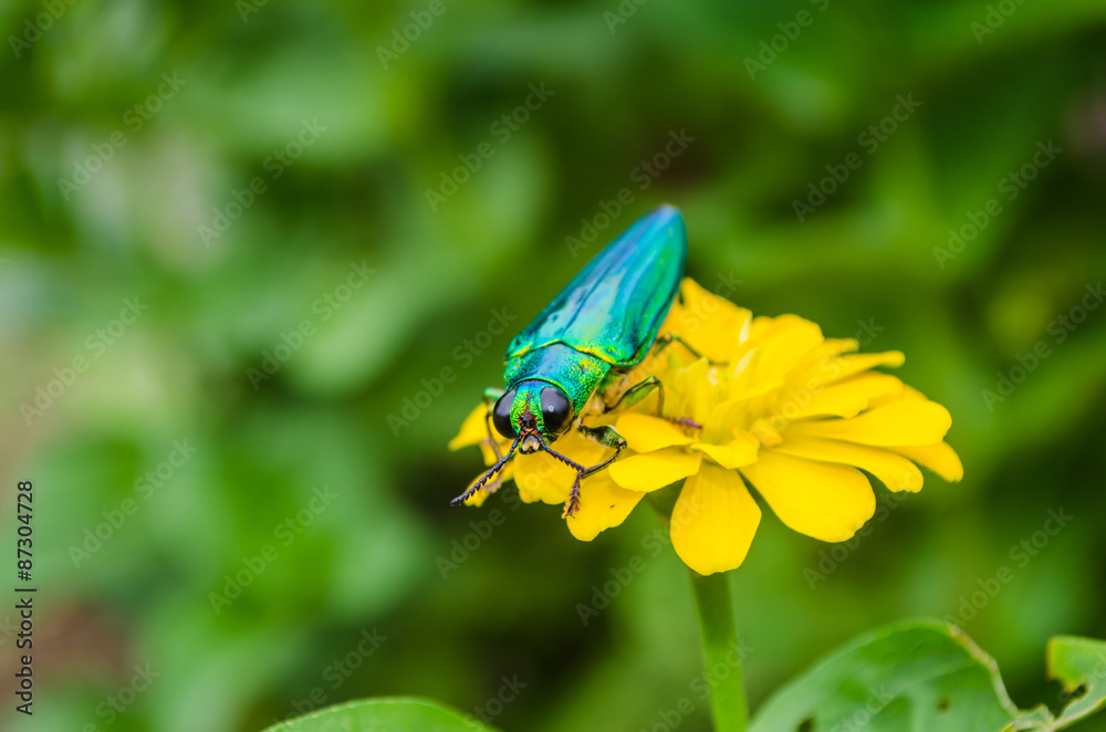 Naklejka premium Insects on flowers