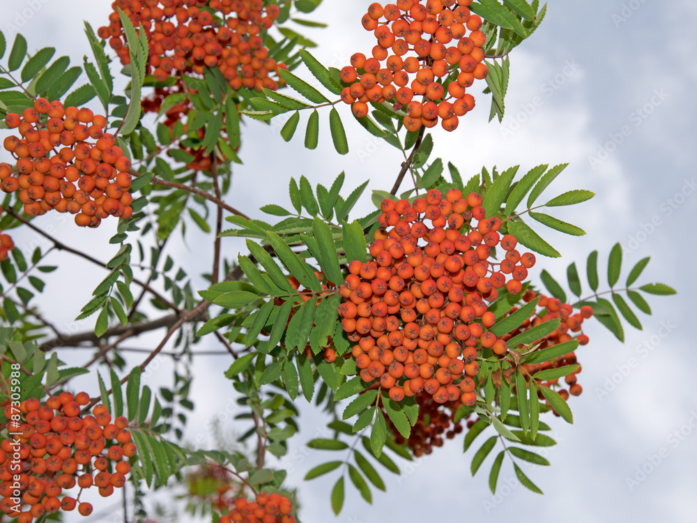 Eberesche StockFoto Adobe Stock