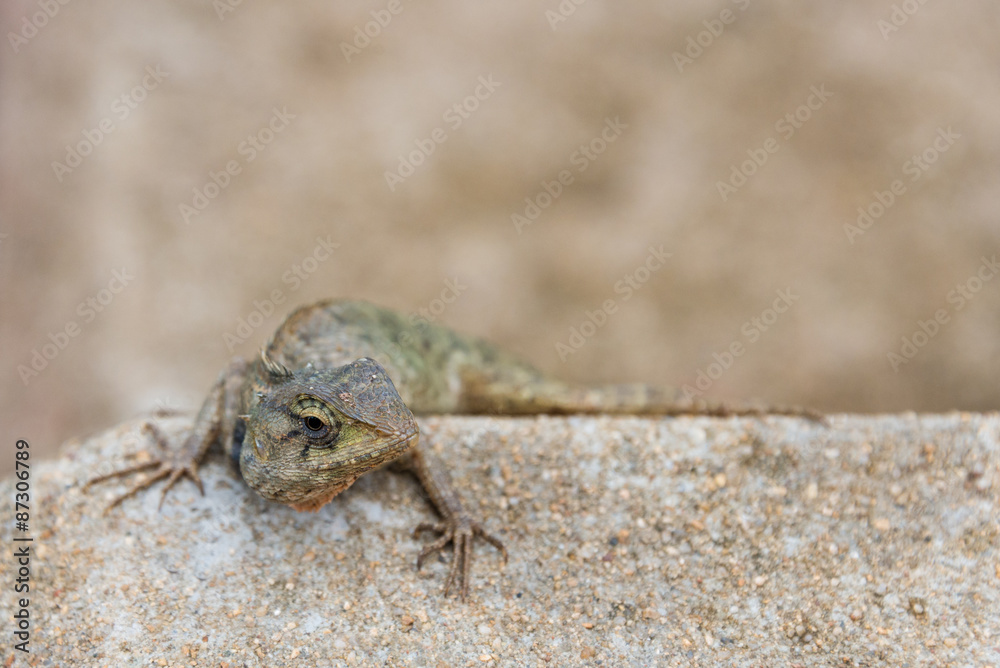 The tree lizard disguises on the brown rock The tree lizard disguises on the brown rock