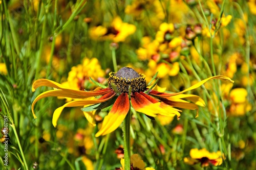 Black Eyed Susan Flowers