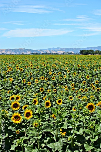 Field of Sunflowers