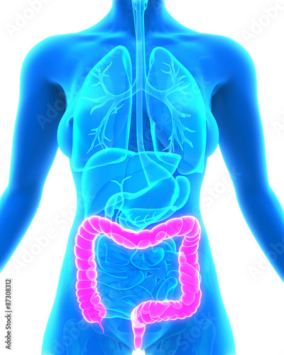 Human Colon Anatomy