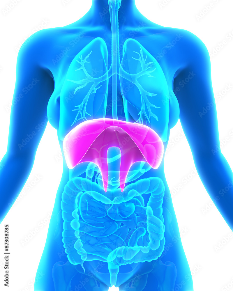 Human Diaphragm Anatomy Stock Illustration Biology Diagrams